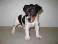 Name for a jack Russell puppy I just got a new puppy and I need a good name