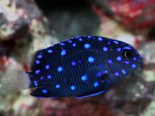 sparkles,,, woa,,, (jewel damselfish)