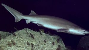 sir what r u doing so far underwater (sixgill shark)