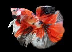 looks that kill (koi betta fish)