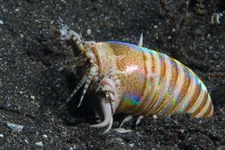 Bobbit Worm = Giant NOPE