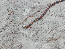 Micrurus tener (Texas Coralsnake)