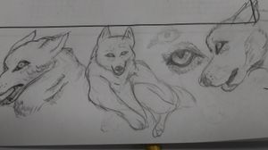 Did a quick wolf study instead of my math assignment lol