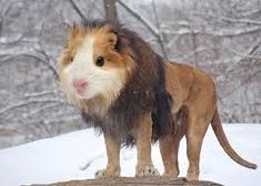 Guinea Lion!