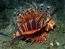 very fashionable, but no touch (zebra lion fish)