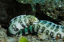 ma'am u r so pretty omg (snowflake moray eel)