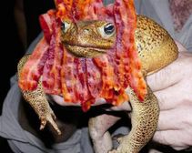 bacon fredrick