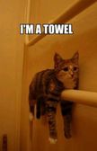 MY CAT ACTUALLY DOES THIS!