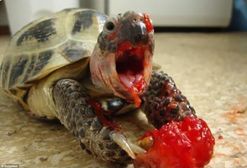 He murdered the strawberry :0