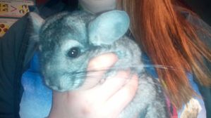 It's a chinchilla