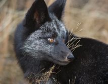 Black foxes are pretty