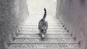 is the cat walking upstairs or downstairs?