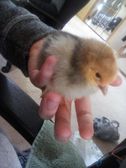 This is a pure bred brama baby. its 90% floof