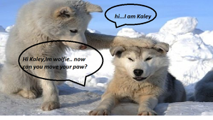 WOLFIExKALEY!!!!!!!!!