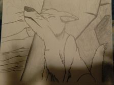 A WIP Photo of a howling Wolf.