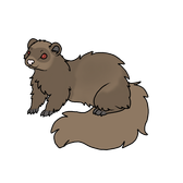 Ferret