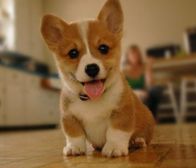 Just a Corgi Pupper