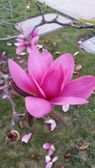 Pretty flower on the equestrian center track. The head said they were removing the plant.