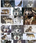 Favorite animal if you like wolfs star or like this photo