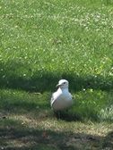 Chonko the seagull