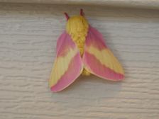 Rosy Maple Moths are so pretty!!