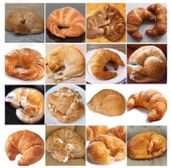 Cat or Croissant?