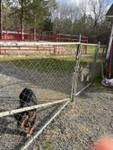 Doggies at my mom’s boss’ farm