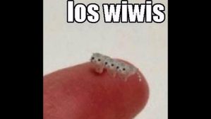 los wiwis