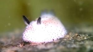 sEA BUNNY