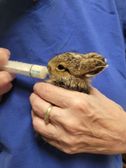 Feeding baby bun