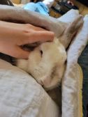 Happy rabbit