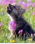 If you think this wolf pup is cute star this photo