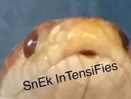 Snek memes!