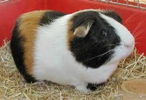 guinea pig page