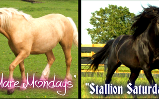 LIVE CLASSES! Topic:Horses