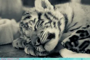 Help save the endangered! Help save the endangered!