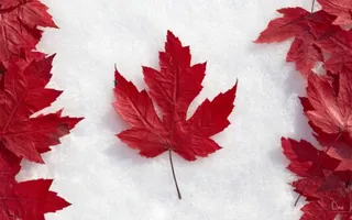 OC Drawing Requests (1) OC Drawing Requests (1)