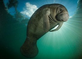 The Manatee Army