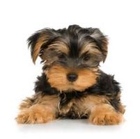 Yorkies are Amazing!