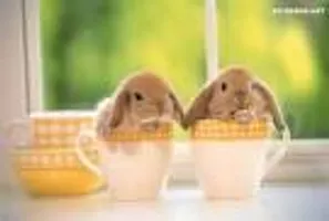 Bunny Page! Bunny Page!