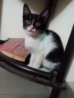my cat! kitcat! my cat! kitcat!