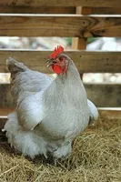 The Chicken Page The Chicken Page