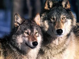 wolf lovers wolf lovers