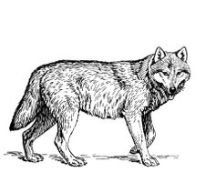 wolf clan