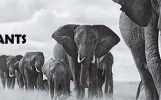 Save the Elephants! Save the Elephants!