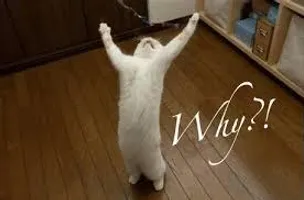 the page of why's the page of why's
