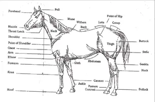 Horse Knowledge Horse Knowledge