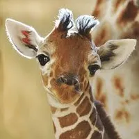 the giraffe page! the giraffe page!