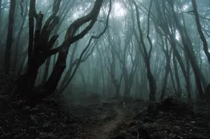 haunted wood RPG! haunted wood RPG!