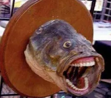 cool fish cool fish